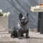 Statue de jardin d'extérieur bouledogue français, aucun assemblage requis-1455500442