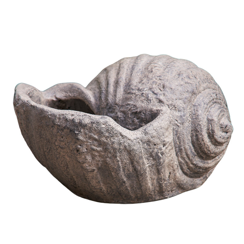 Conch Shell