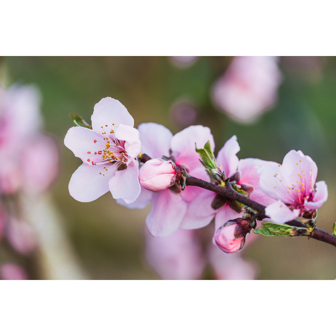 Spring Flowering von Xavi Martin - Kunstdrucke auf Leinwand