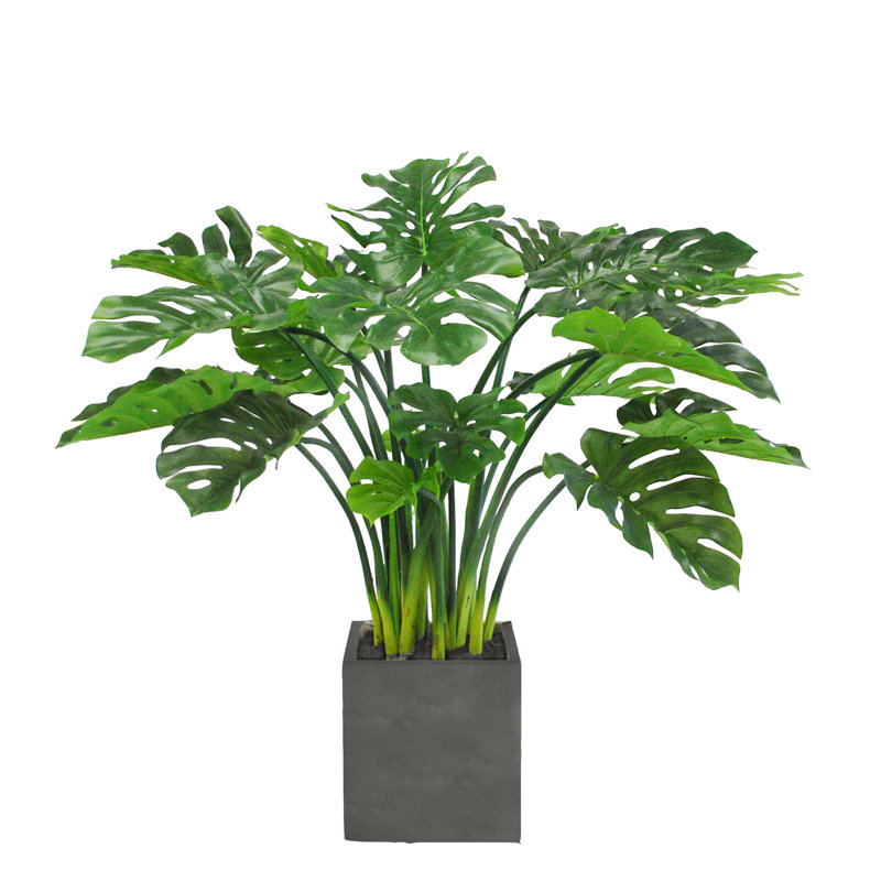 Plant, Gray, 75" H x 43" W x 43" D