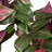 Hijinio Trailing Plant with Variegated Leaves in Green and Purple