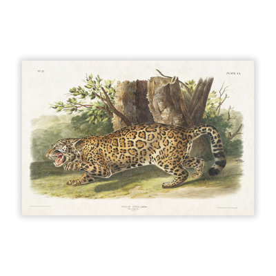 Jaguar by J.W. Audubon - No Frame Painting