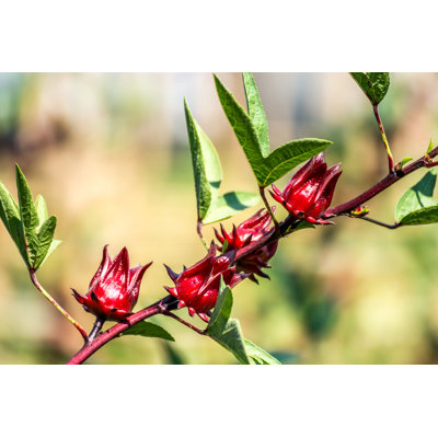 Roselle May Refer To Roselle (plant) - Wrapped Canvas Print