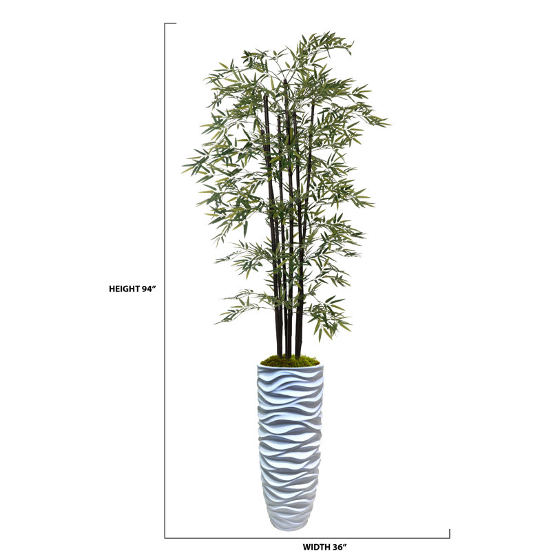 Arbre de bambou Panama