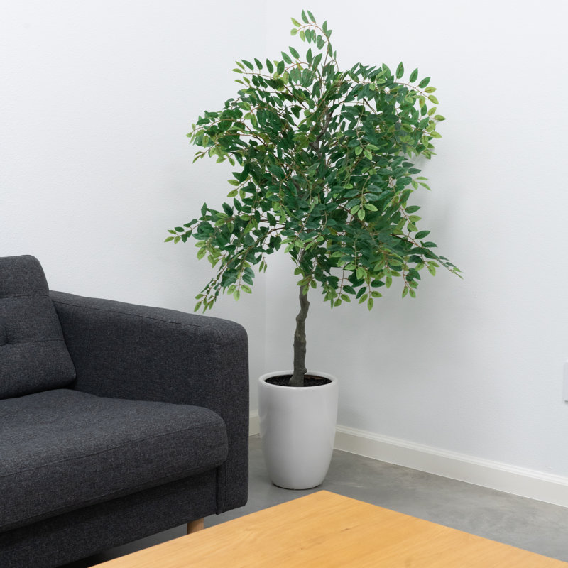 5ft Willow Tree in White Ceramic Pot, Dark Green