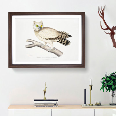 Coromandel Owl by John Edward Gray - Picture Frame Painting Print