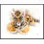 Tiger Cub - Single Picture Frame Print