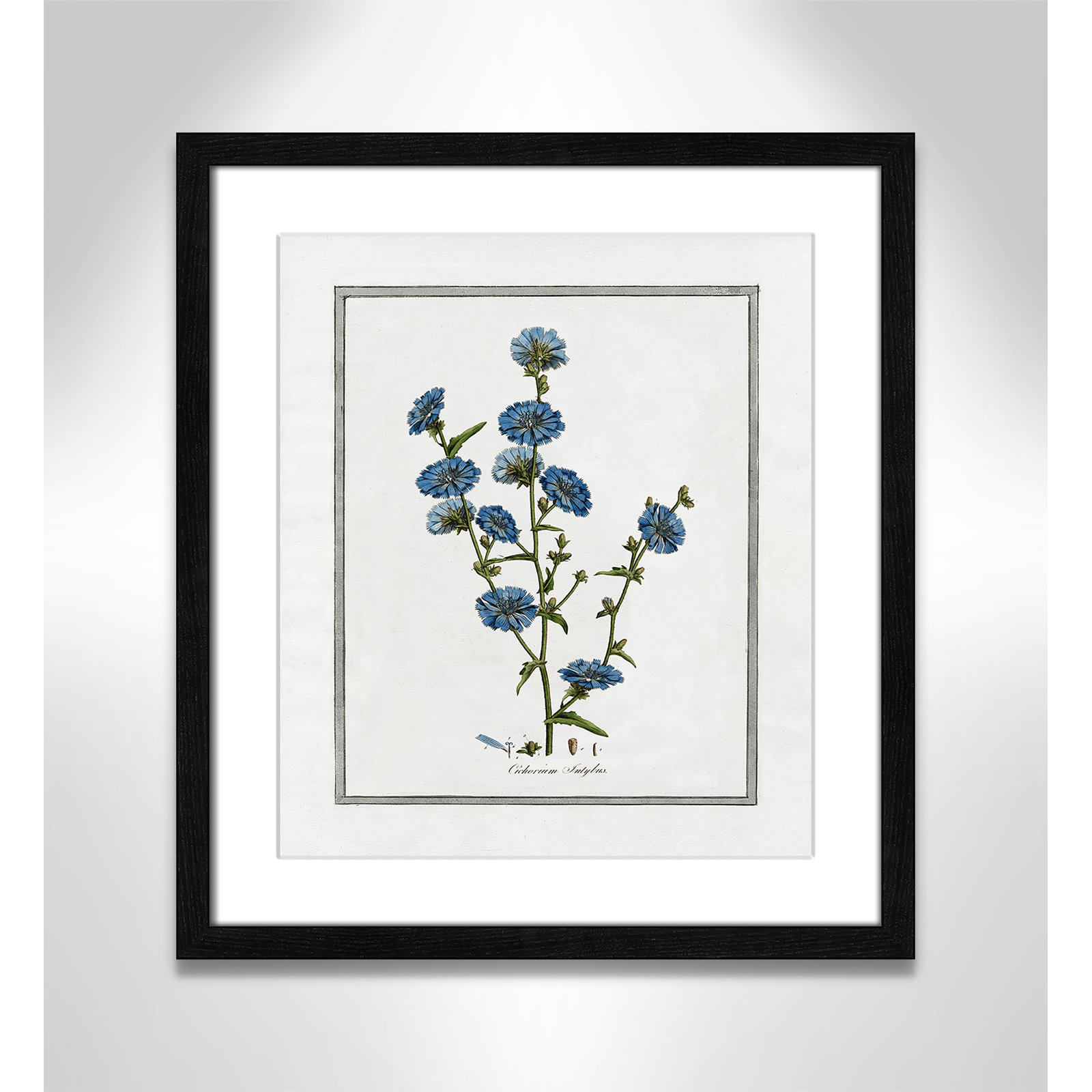 Colombe "Soft Botanical I" Print, Black Framed, 13" W x 15" H