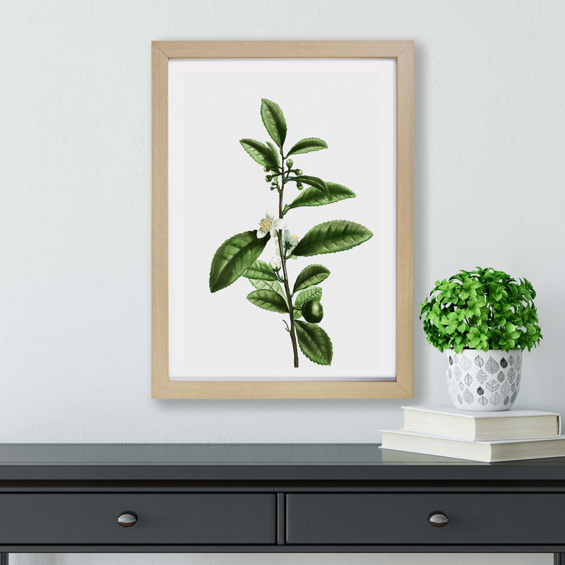 Tea Flowers by Pierre-Joseph Redoute - Framed Print, 33cm H x 45cm W x 2cm D, Oak