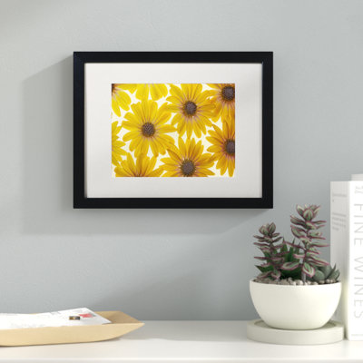 " Yellow Cape Daisies " by Cora Niele