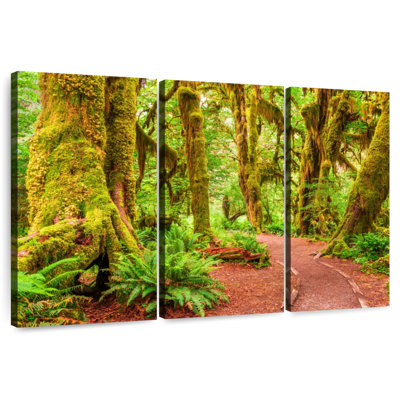 Mossy Hoh Rainforest Trees