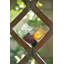 Tree Glassware-836145804