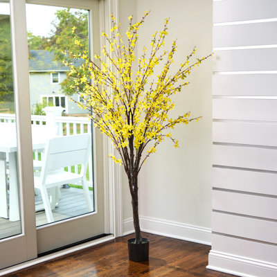 Arbre Forsythia 6 pi