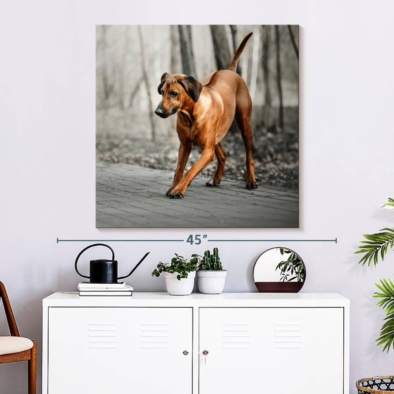 Brampt Rhodesian Ridgeback Puppy, 33" H x 33" W