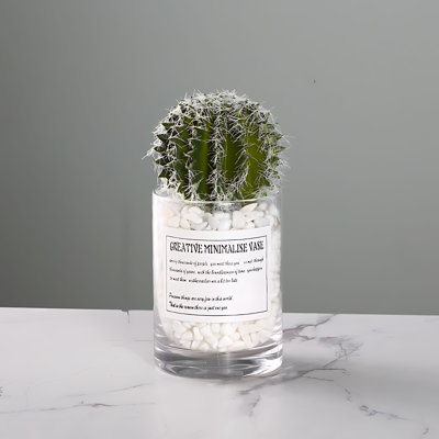 Plante grasse 7,09 po