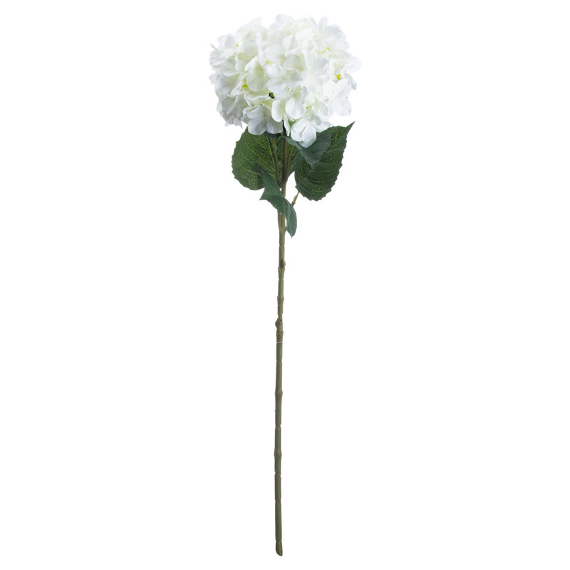 Anastasija Arrangement