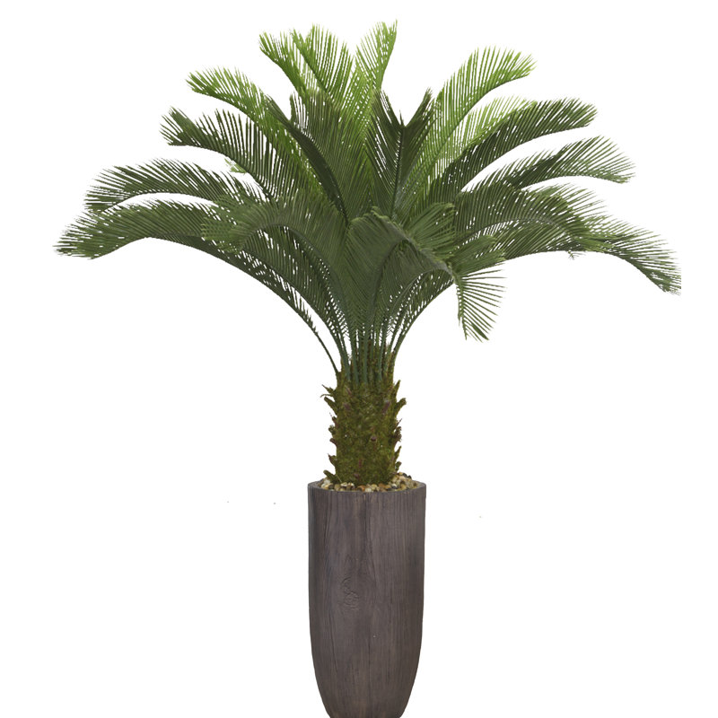 Panama Cycad Tree in Planter