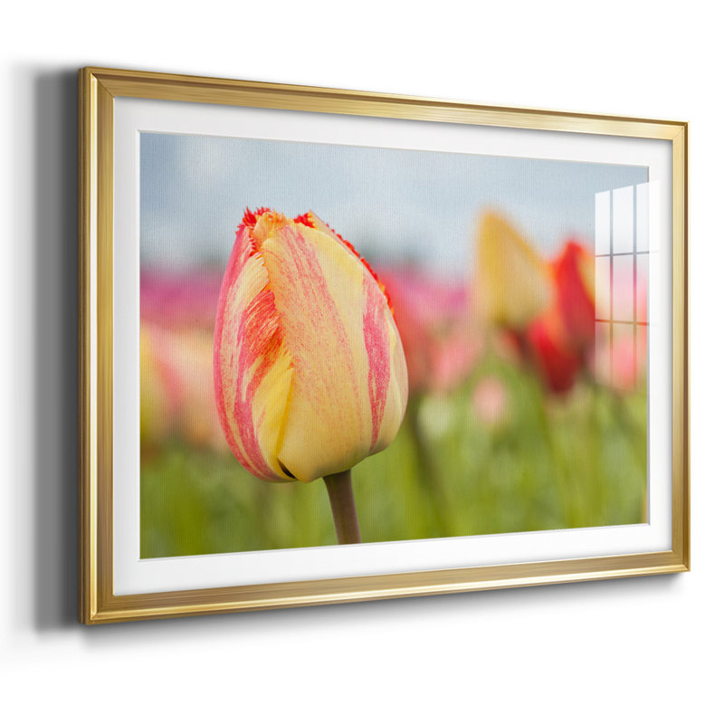 Spring Sherbet, impression sur papier encadrée, Or, H 19 po x l 27 po x P 1,5 po