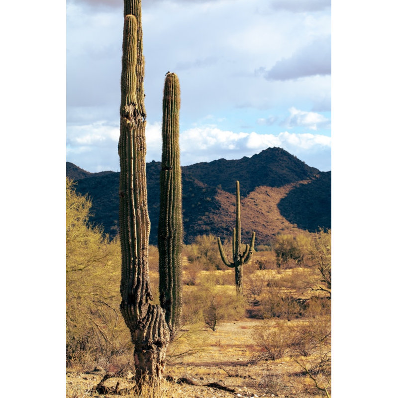 Buckeye, Arizona 5 Print by August Studios