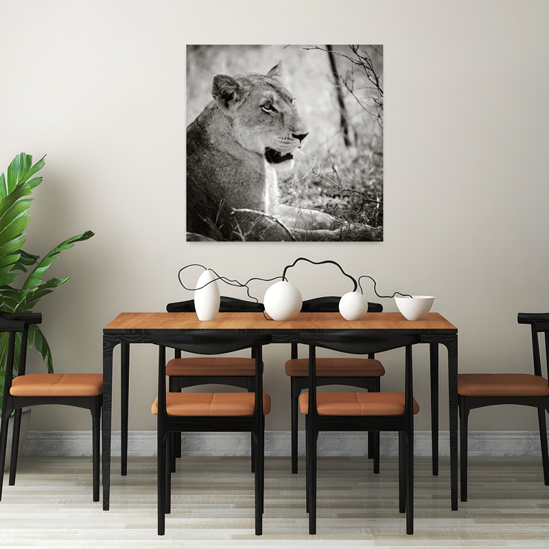 Lionne Square Bw Contemporary Lion, art animalier, H 32 po x l 32 po