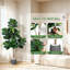 150cm Plant