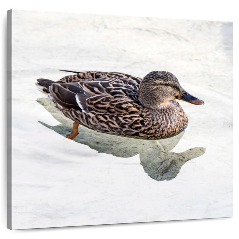 Canard colvert Brampt femelle