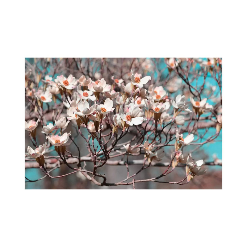 Dogwood Spring II by Sharon Chandler - Wrapped Canvas Print, 20.32 cm H x 30.48 cm W