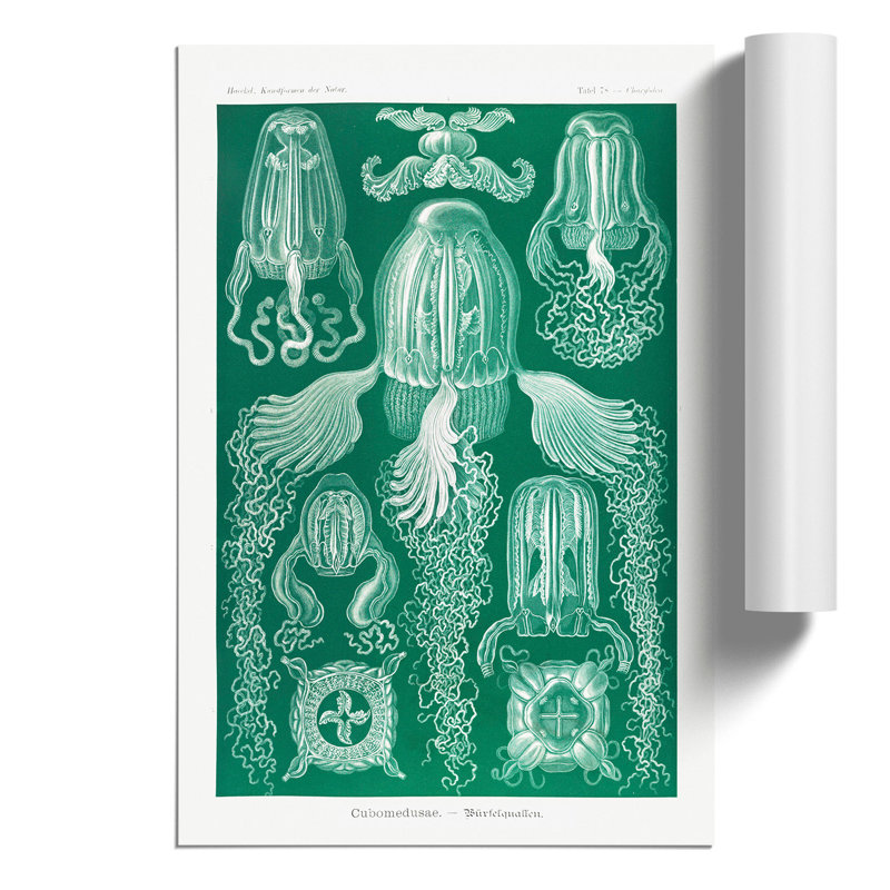 Cube Jellyfish by Ernst Haeckel - No Frame Painting, 30cm H x 21cm W x 0.1cm D