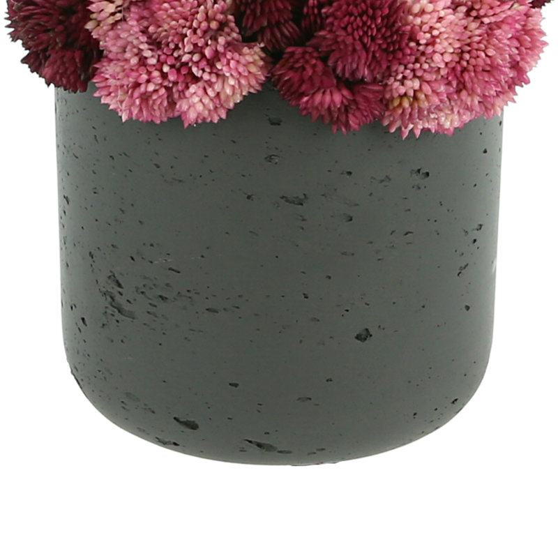 Assorted Sedum In Black Pot, 8.5" H x 7.5" W x 7.5" D