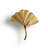 Ginkgo Biloba Brass Novelty Knob Multipack-99312029-106252800