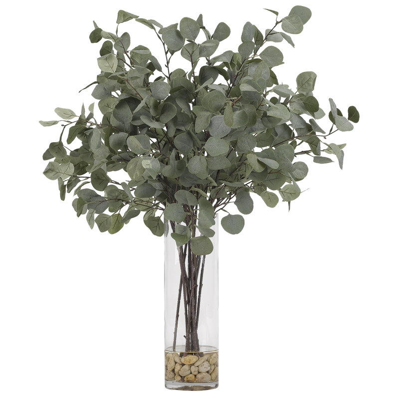 Plante eucalyptus en dollar