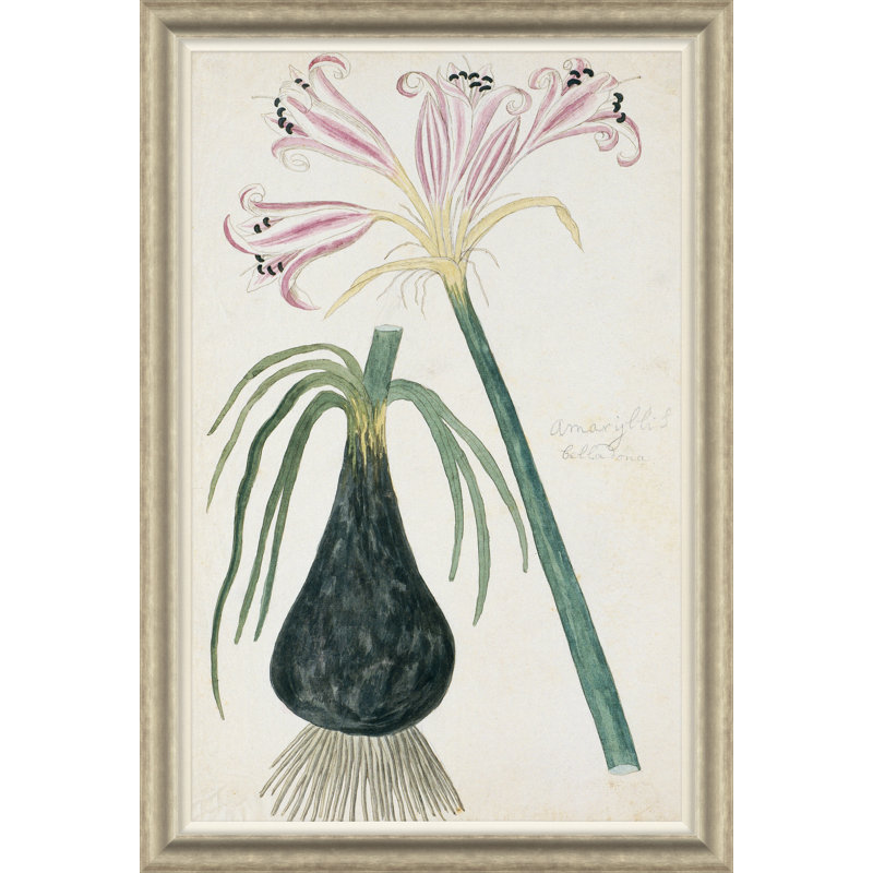 Belladonna Lily Giclee Print by Paul Cezanne