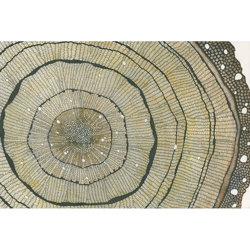 " Douglar Fir "