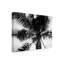 «Palm Tree Looking III» par Debra Van Swearingen - reproduction de photo sur toile-663417763