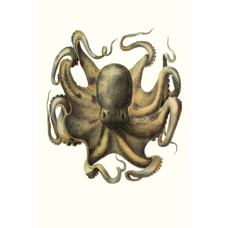 Antique Octopus Collection VII - Print, 122cm H x 81cm W, Black Floater Framed