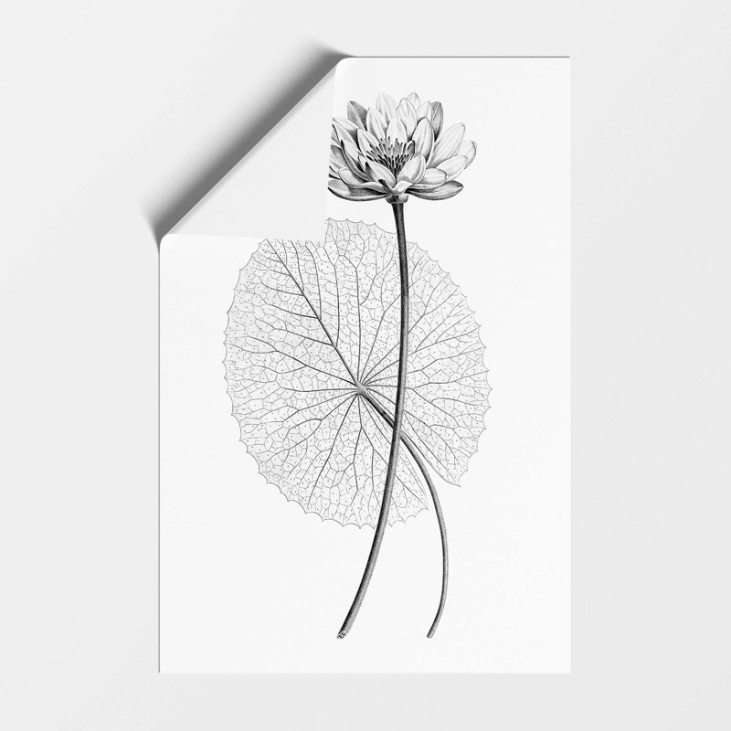 White Egyptian Lotus - Frameless Print, 42 cm H x 29.7 cm W