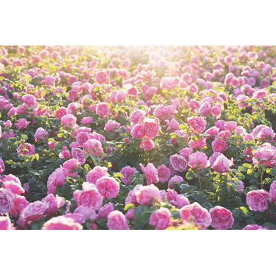 " Pink Rose Blooming Garden "