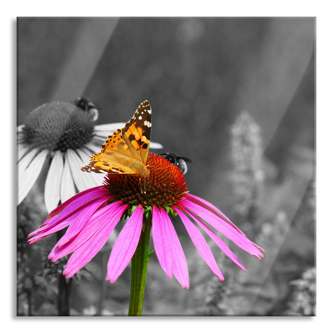 Glasbild Schmetterling auf Kornblume