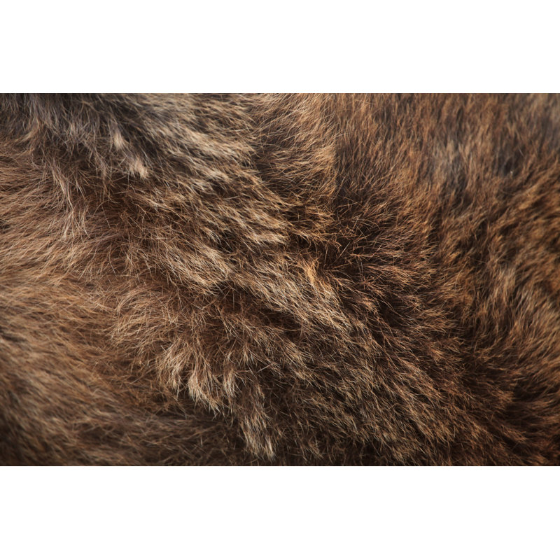 Brown Bear Fur by Wrangel - Wrapped Canvas Print, 30cm H x 46cm W