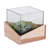 6'' Faux Succulent in Manufactured Wood Pot