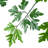 Polyscias Fruticosa Tree-112273774