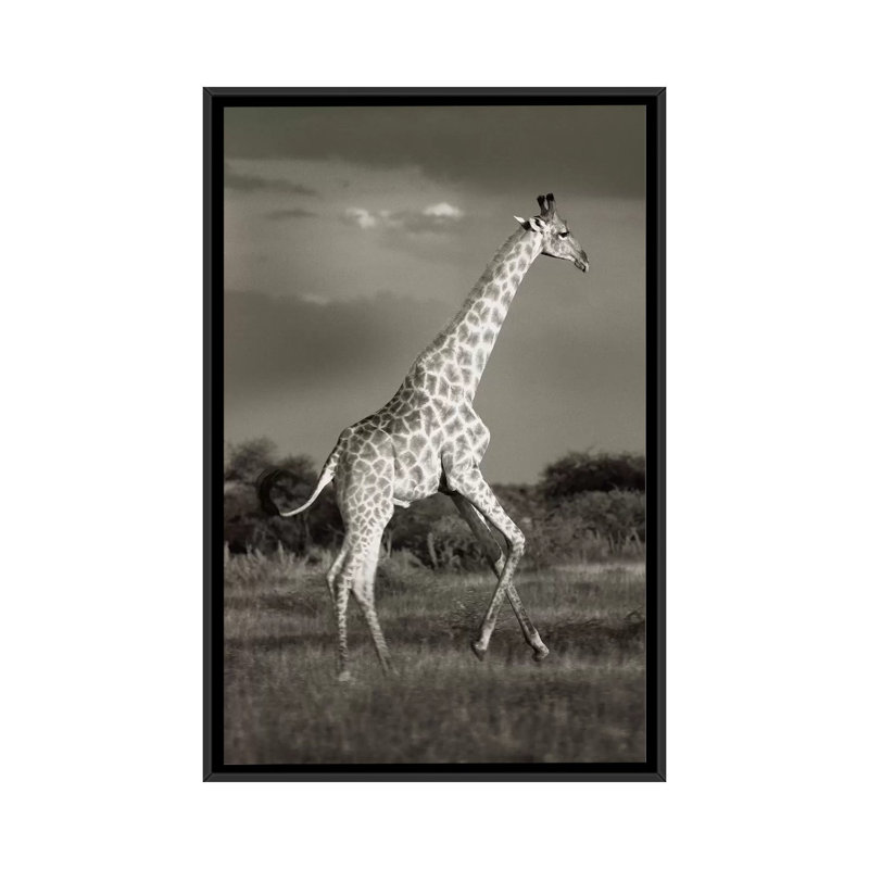 B&W Solitary Giraffe by Klaus Tiedge - Print on Canvas, 66.04 cm H x 45.72 cm W, Black Framed
