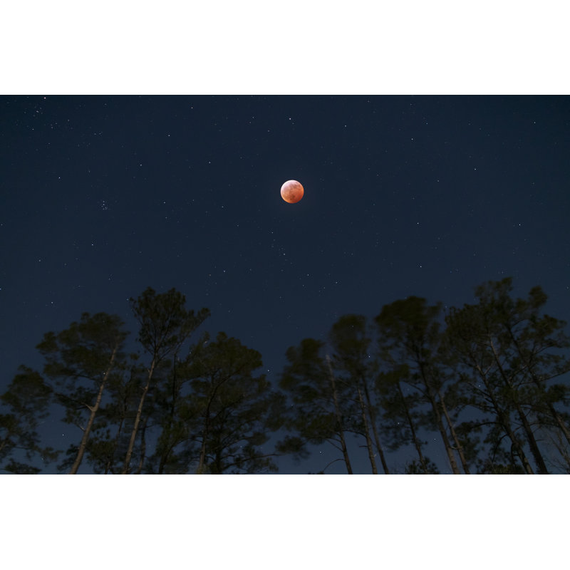 Moon Over Pine Trees - Photographie sur toile tendue, H 32 po x l 48 po