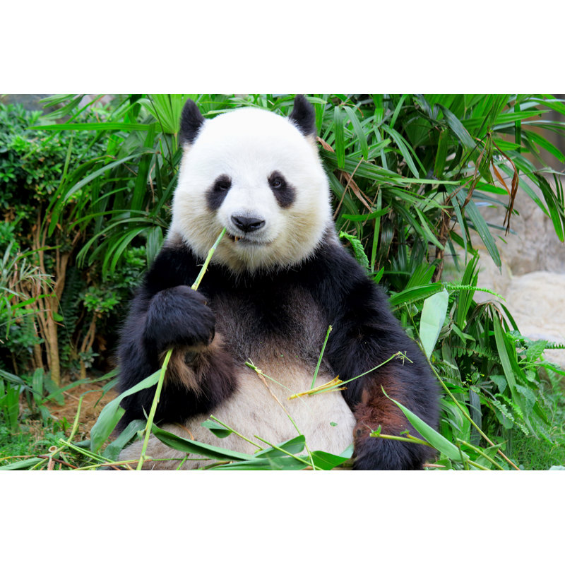 Panda Eating Bamboo - Wrapped Canvas Print, 30cm H x 46cm W x 3.8cm D