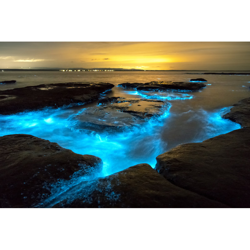 Bioluminescence by RugliG - Wrapped Canvas Print, 30cm H x 46cm W