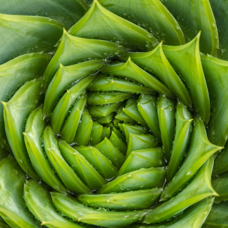 Spiral Aloe Vera by Sabine Hortebusch - No Frame Print on Canvas, 30cm H x 30cm W x 3.8cm D
