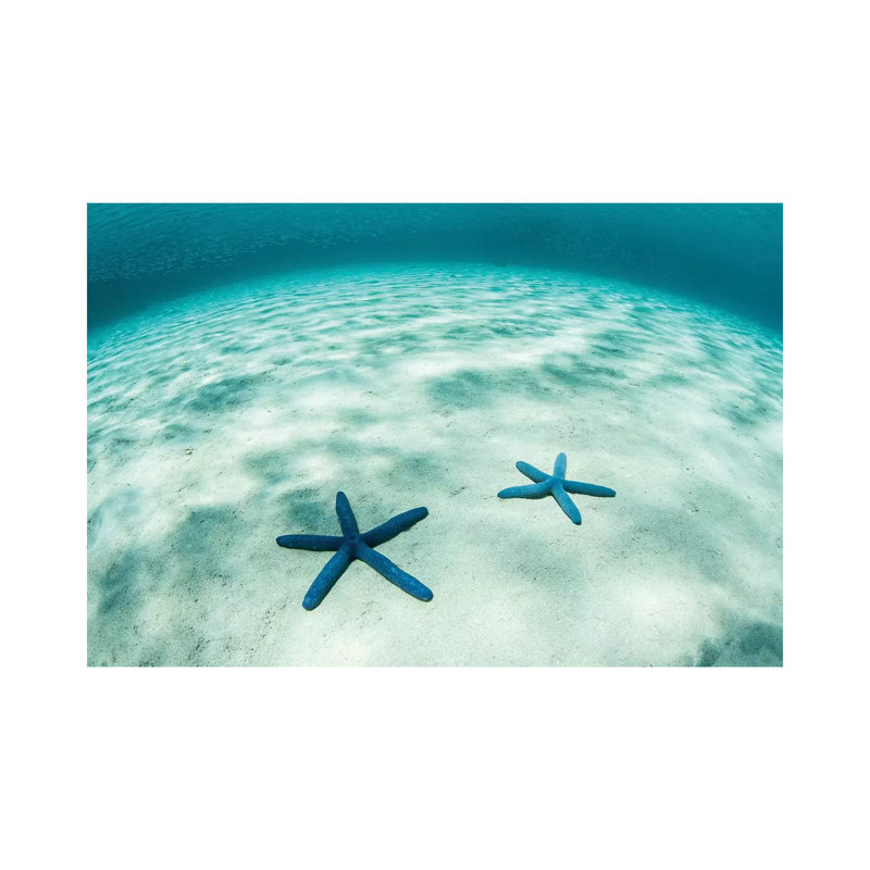 Starfish On A Brightly Lit Seafloor In The Tropical Pacific Ocean by Ethan Daniels - Wrapped Canvas Print