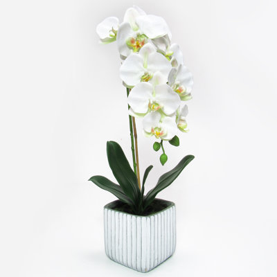 Orchid Arrangement in Pot