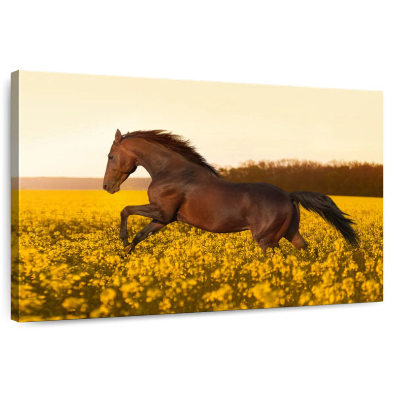 Brampt dans un champ de fleurs, H 20 po x l 30 po