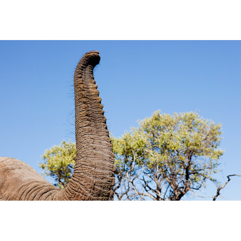 Female African Elephant Trunk - Wrapped Canvas Print, 61cm H x 91cm W x 3.8cm D